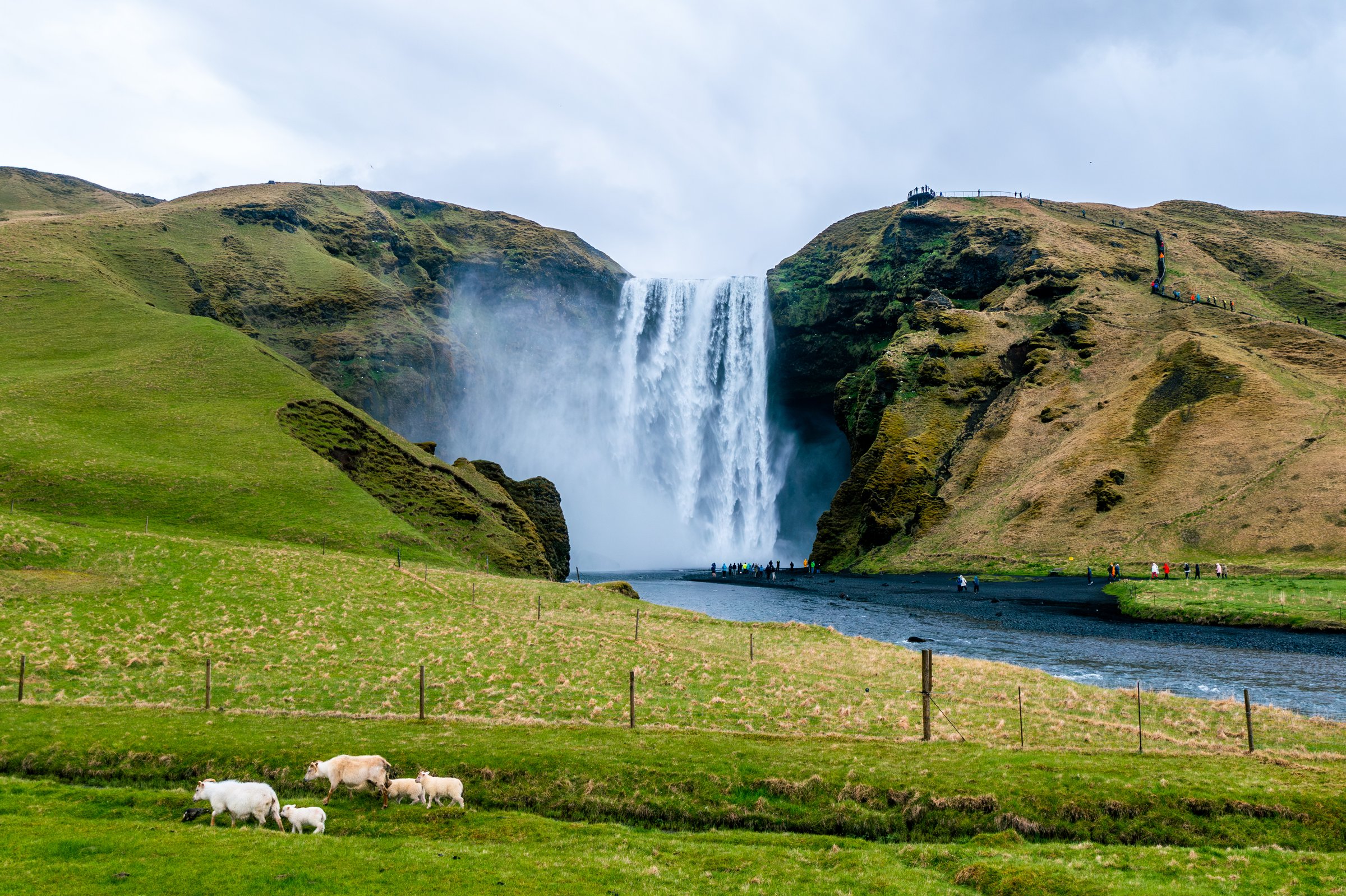 Sheep grazing in front of Skógafoss waterfall. Photo: Edelweiss_Loren Bedeli. Sheep grazing in front of Skógafoss waterfall