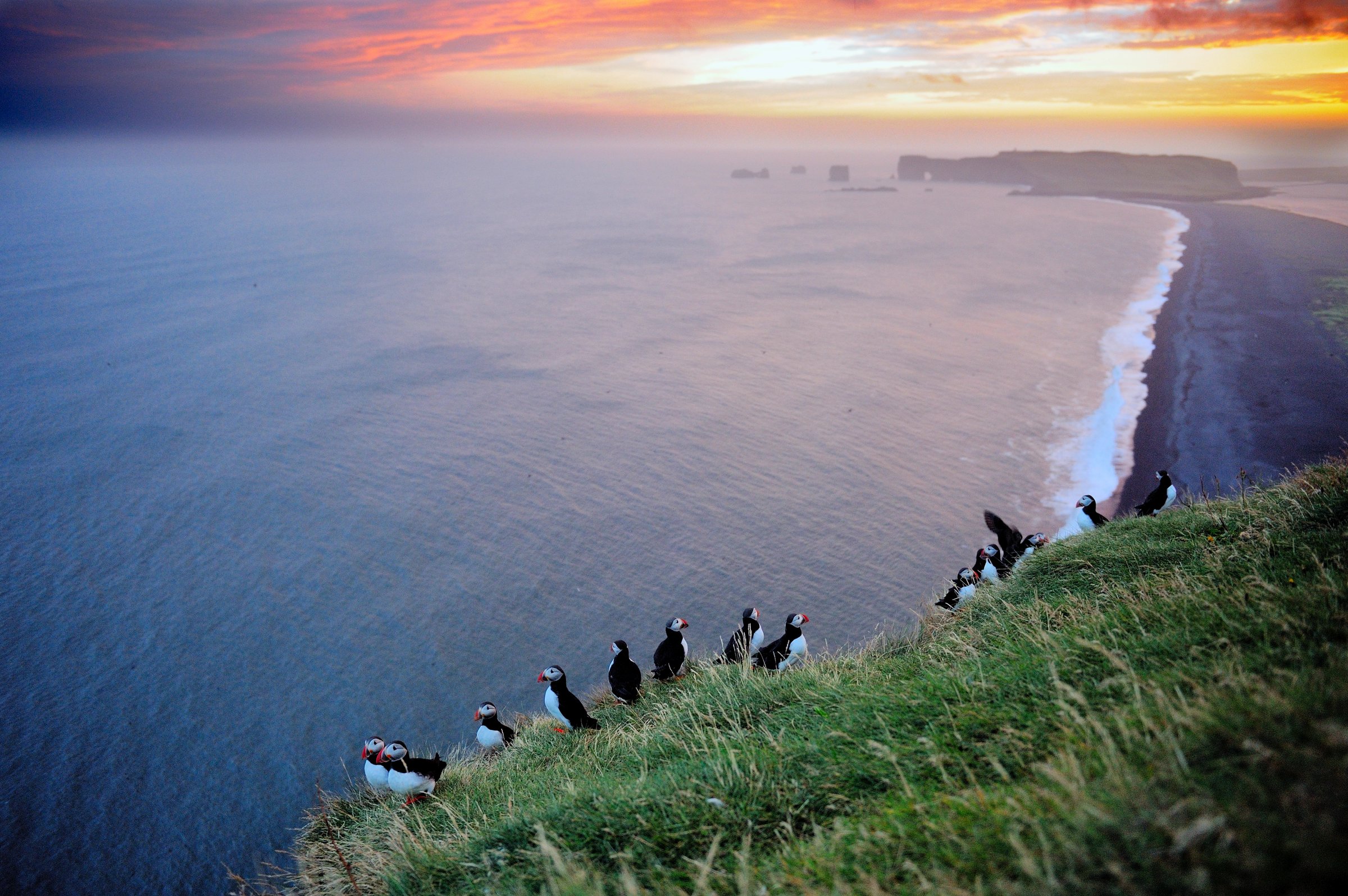 Puffins in the midnight sun at Reynisfjara beach