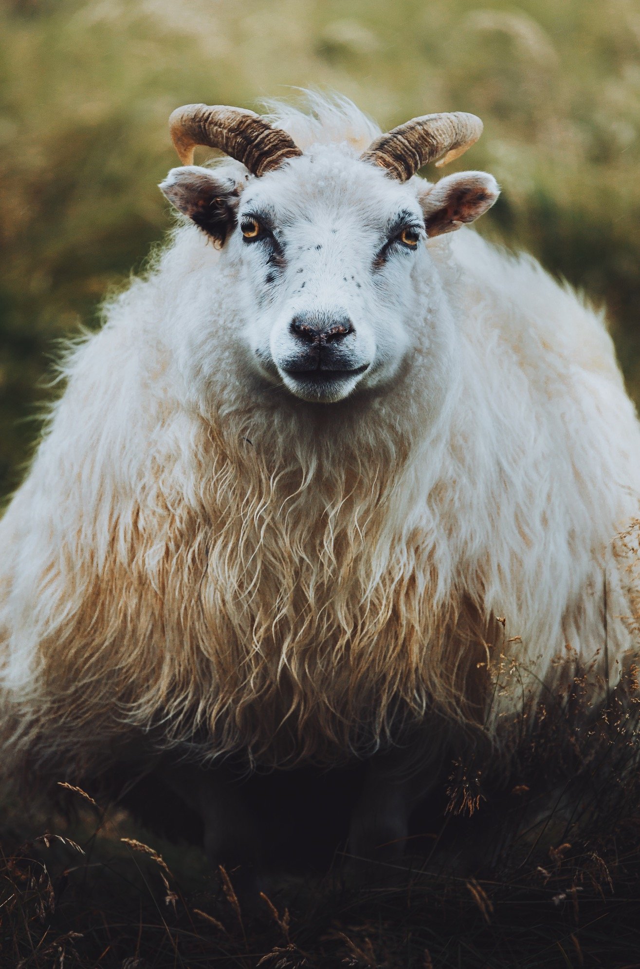 Icelandic Sheep. Photo Credit: Patrick Monatsberger Horned Icelandic sheep with a thick white and brown fleece