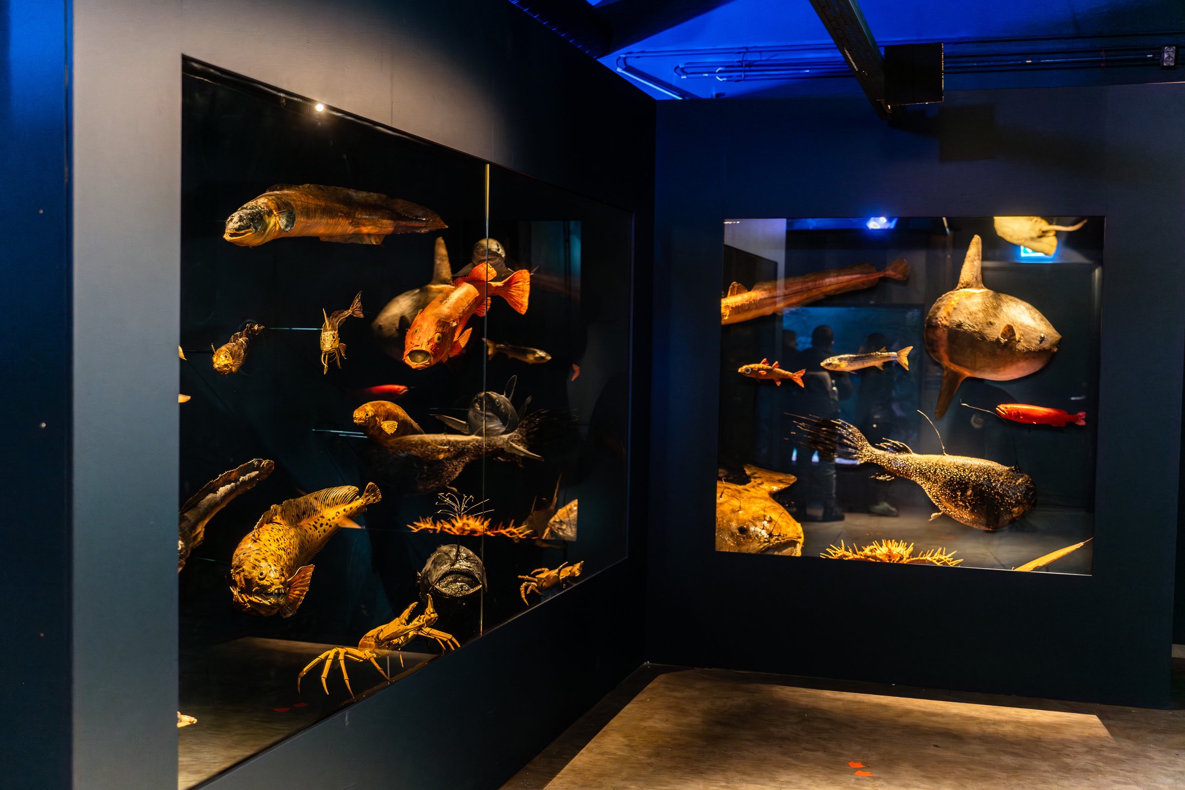 Beluga Whale Sanctuary in Westman Islands