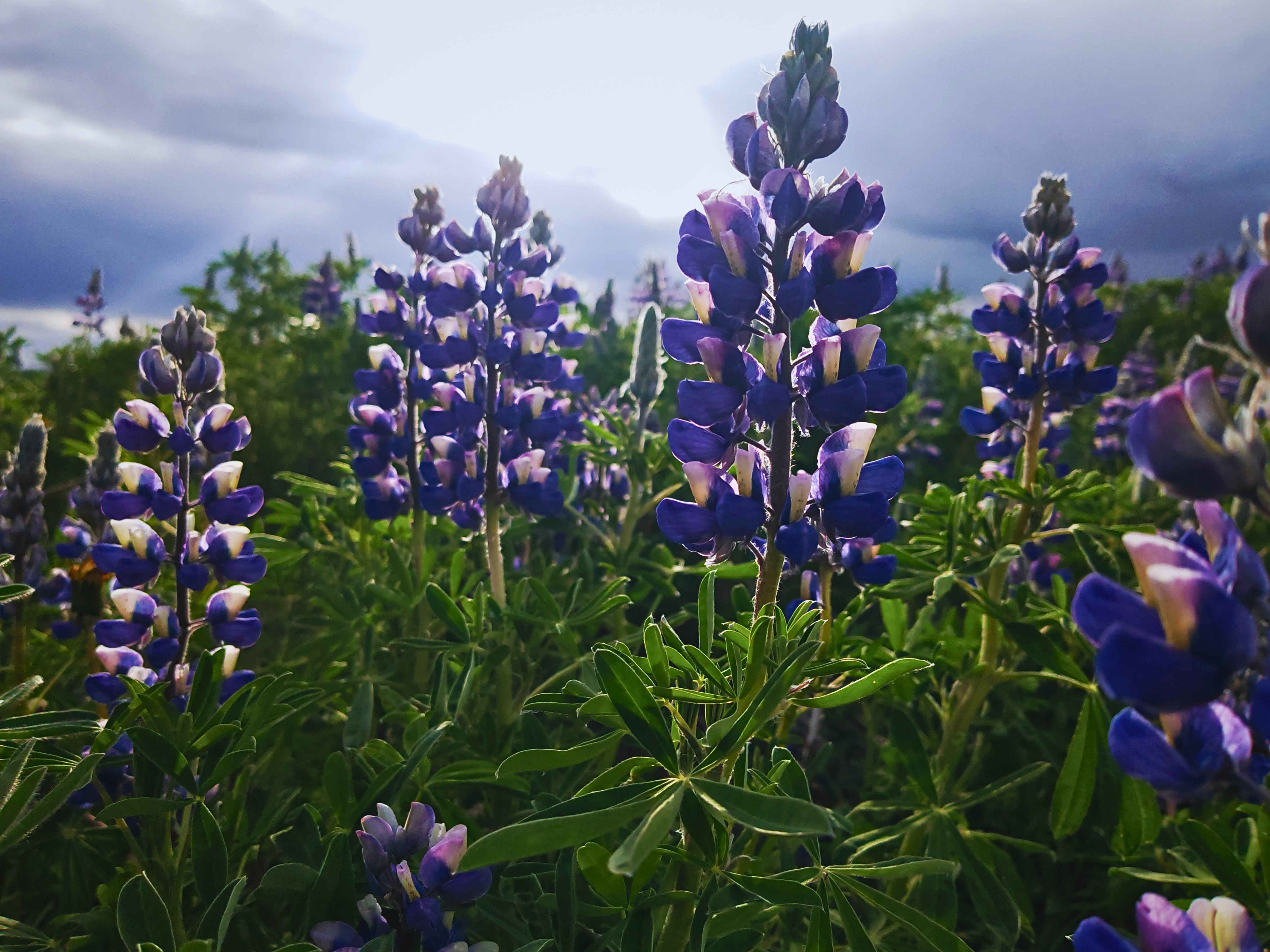 Lupine field Lupines