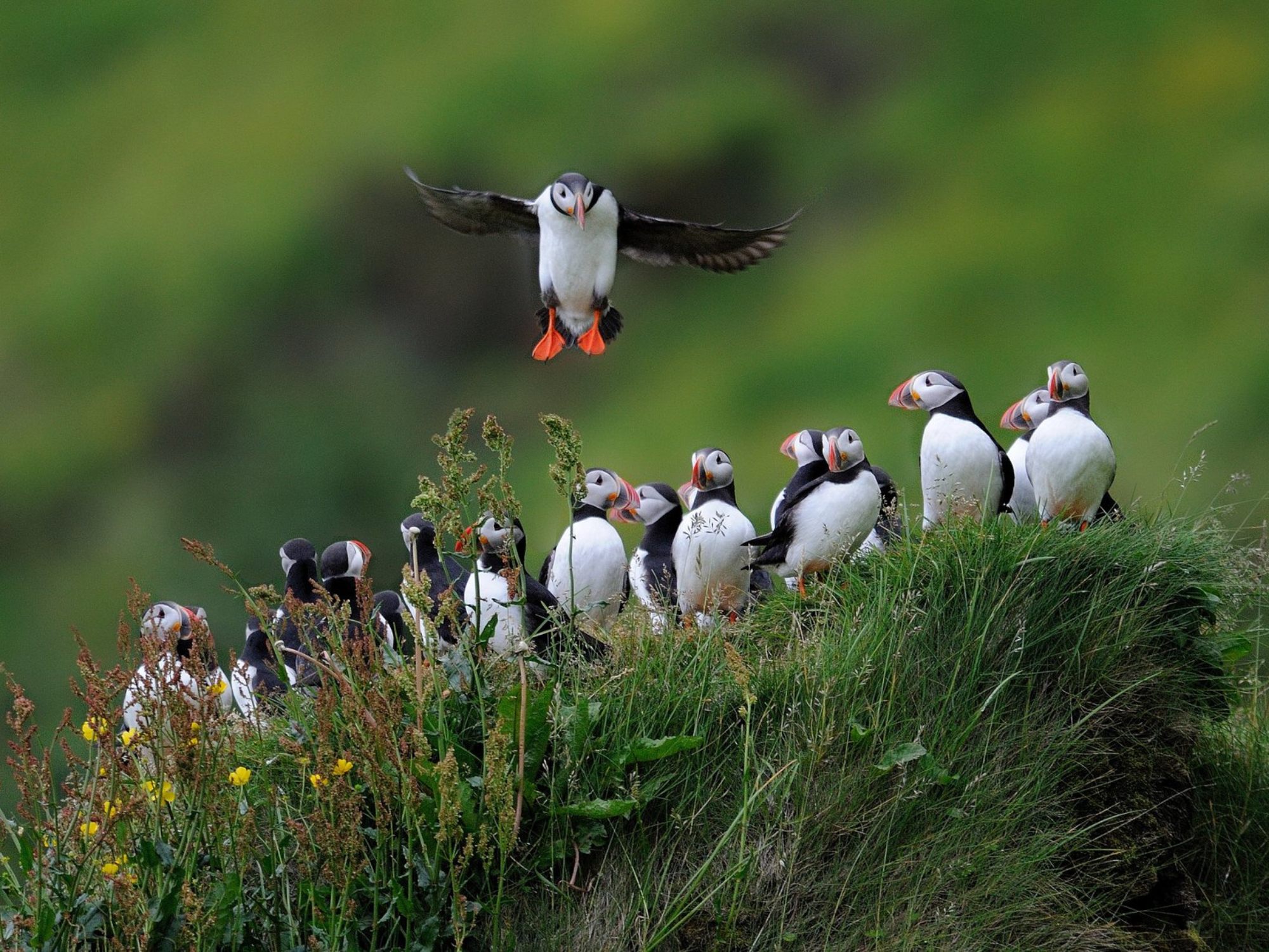 Photo Credit: Þórir N. Kjartansson