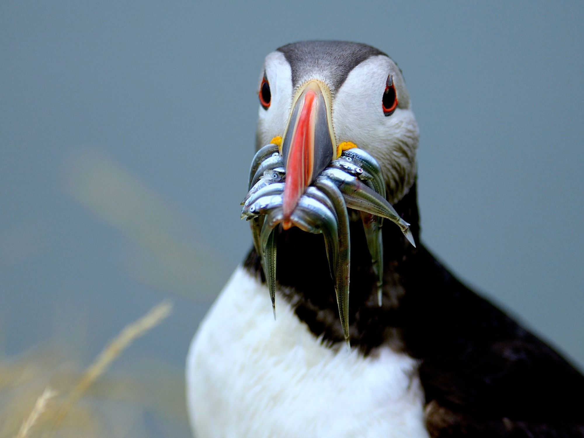 Photo Credit: Þórir N. Kjartansson