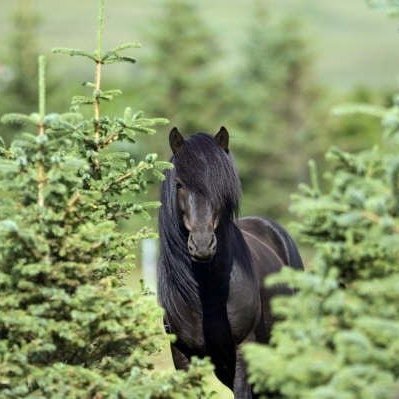 icelandic-horse-2