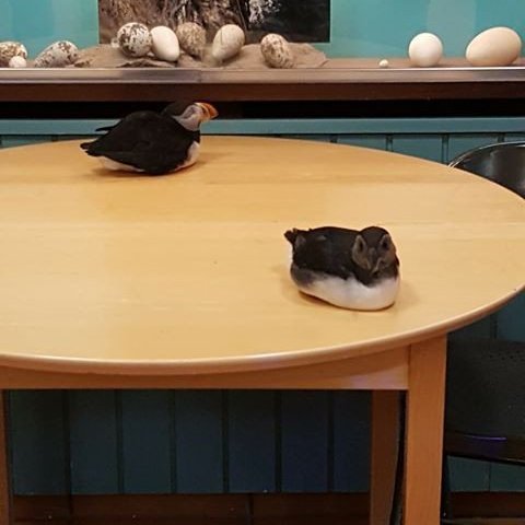 35238537_10156438031574243_1216605651879329792_n