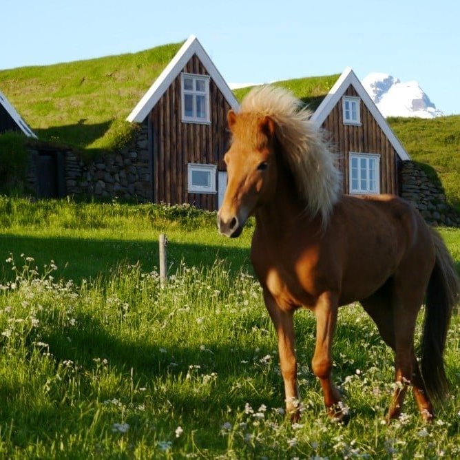 skaftafell-sel-go_litil-is