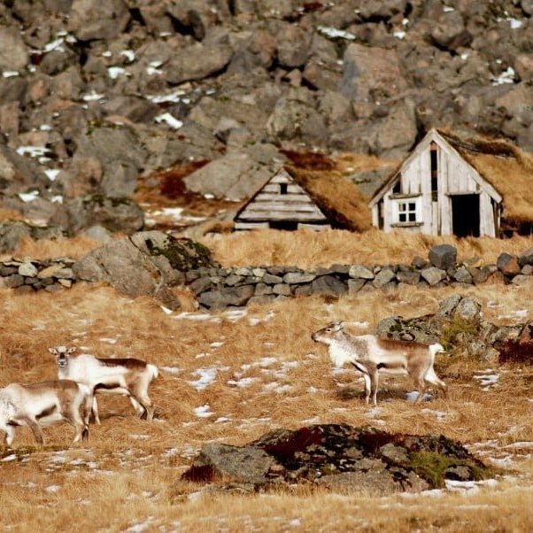 reindeers-in-r-ki-vatnaj-kuls-is