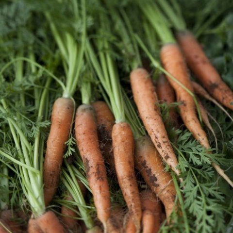 mataraudur-gomsaetar-gulraetur