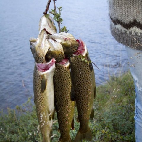 mataraudur-himnesk-bleikja