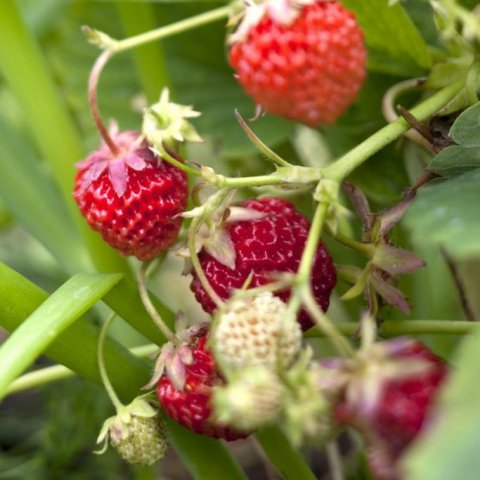 mataraudur-islensk-jardarber