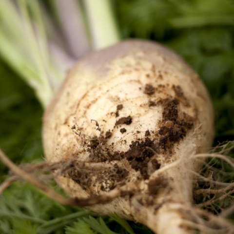 mataraudur-islensk-rofa