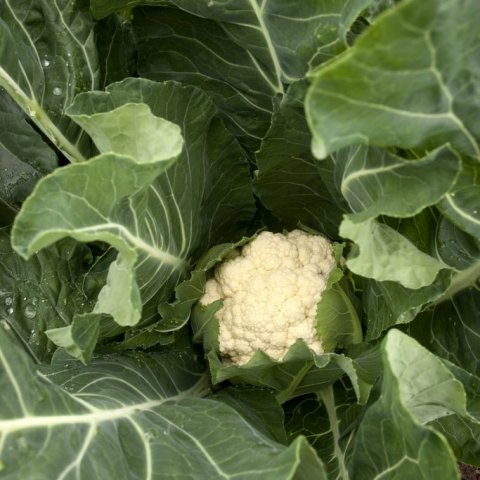 mataraudur-islenskt-blomkal