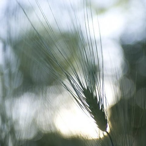 mataraudur-kornraekt-web