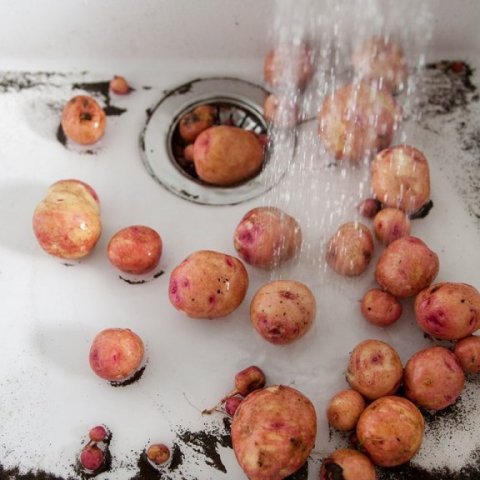 mataraudur-kraeskilegar-kartoflur-web