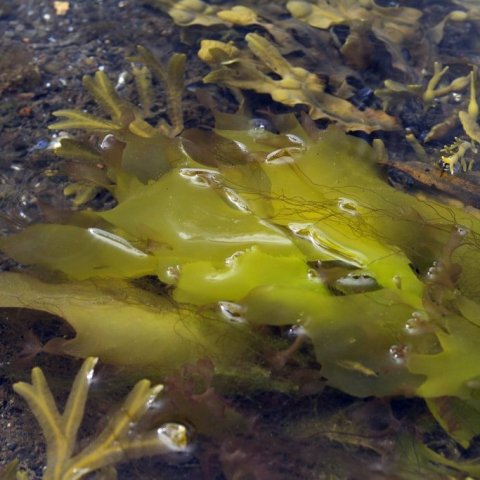 mataraudur-sol-i-sumarbuningi