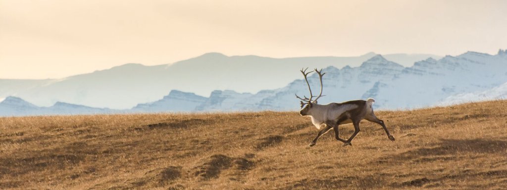 Hreindýr í Suðursveit