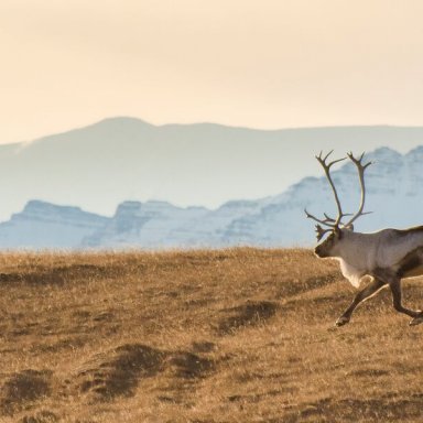 large-hreindyr-sudursveit-thorvardur-arnason-3