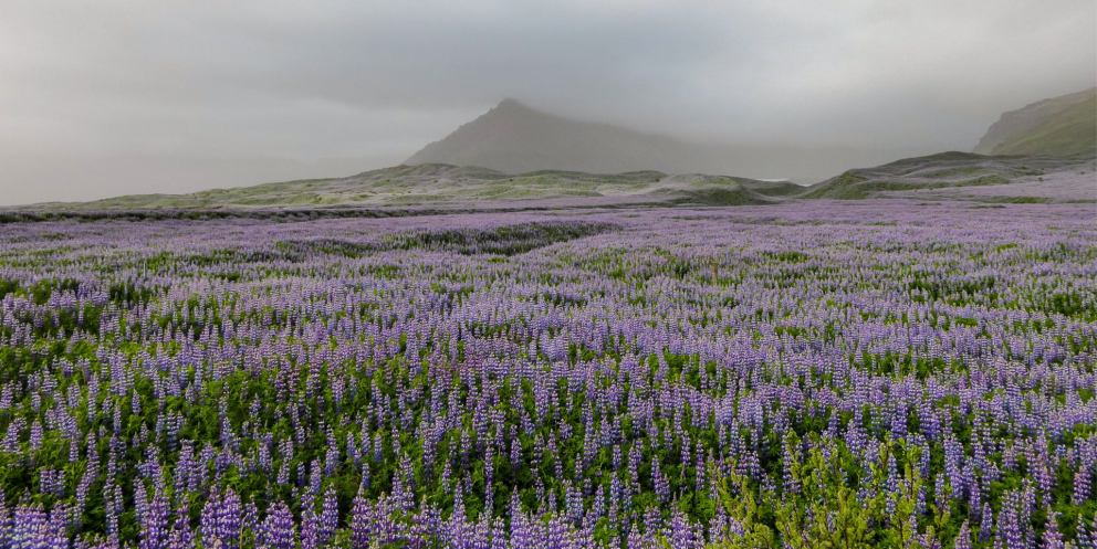A vast field of purple lupine flowers in bloom. Photo: Lilja Jóhannesdóttir