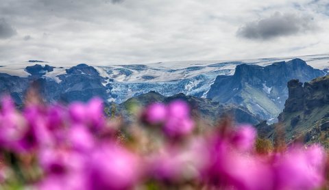 Þórsmörk - Mýrdalsjökull - Eyrarrósir. Mynd: VolcanoTrails
