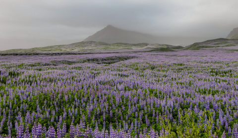 A vast field of purple lupine flowers in bloom. Photo: Lilja Jóhannesdóttir