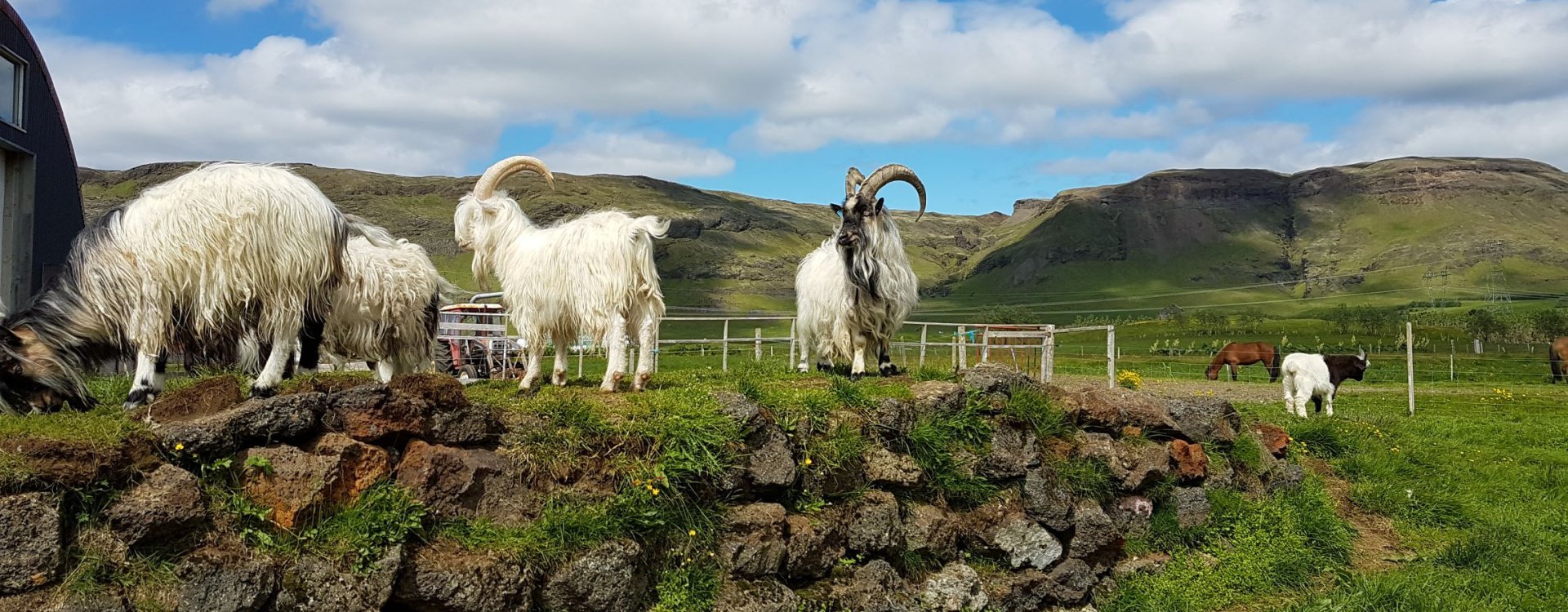 MiniZoo & Open Farm Visit South Iceland
